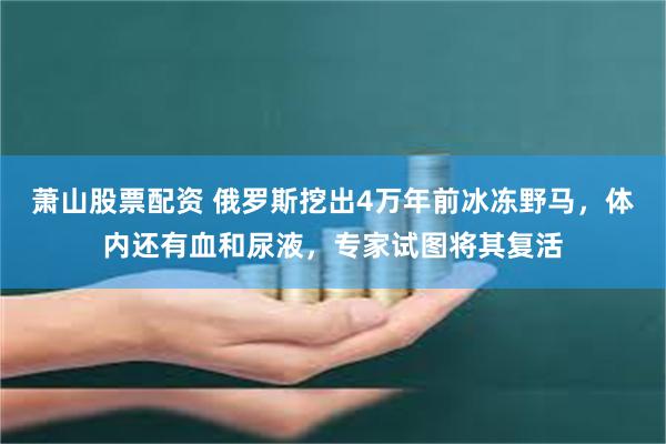 萧山股票配资 俄罗斯挖出4万年前冰冻野马，体内还有血和尿液，专家试图将其复活